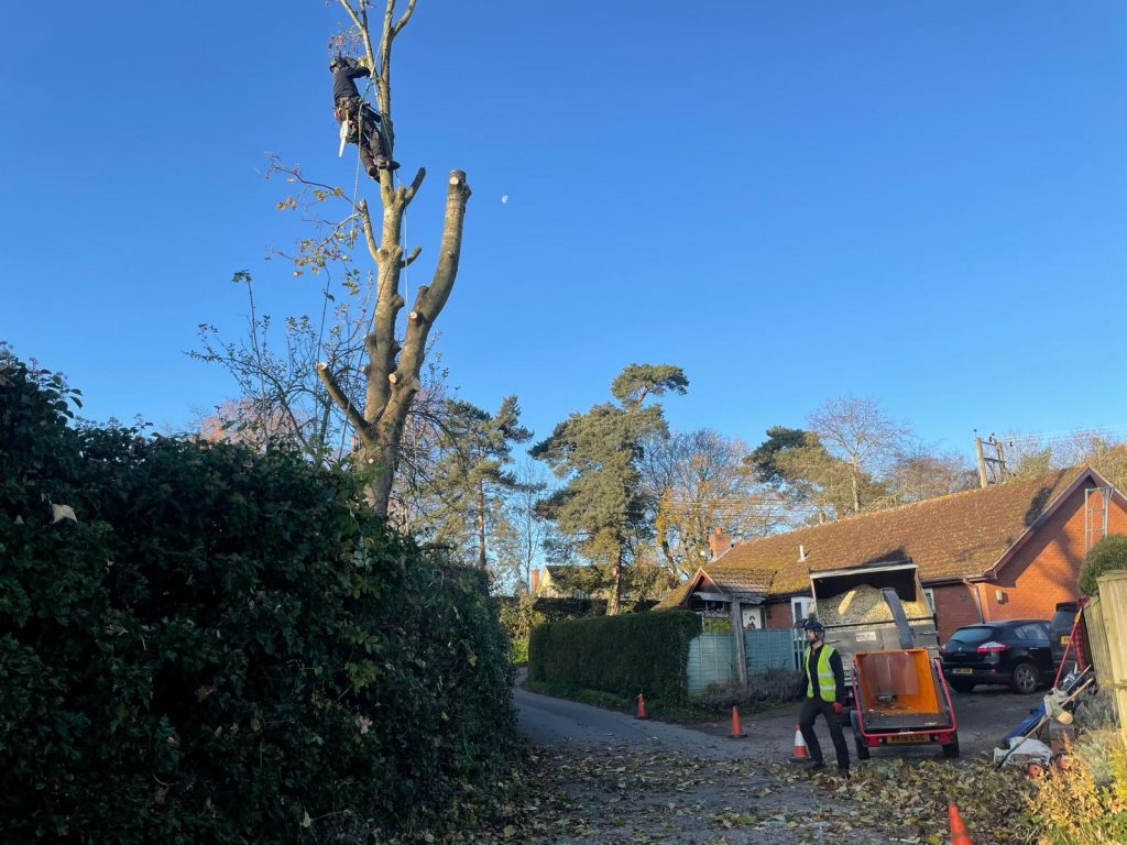 residential tree surgeons working on tree outside property